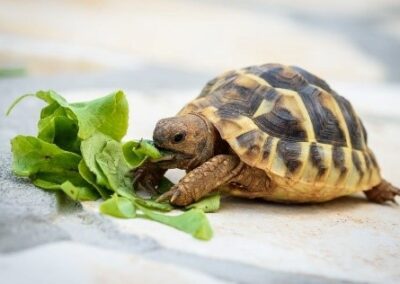 Ekoprogram Želví kamarádi