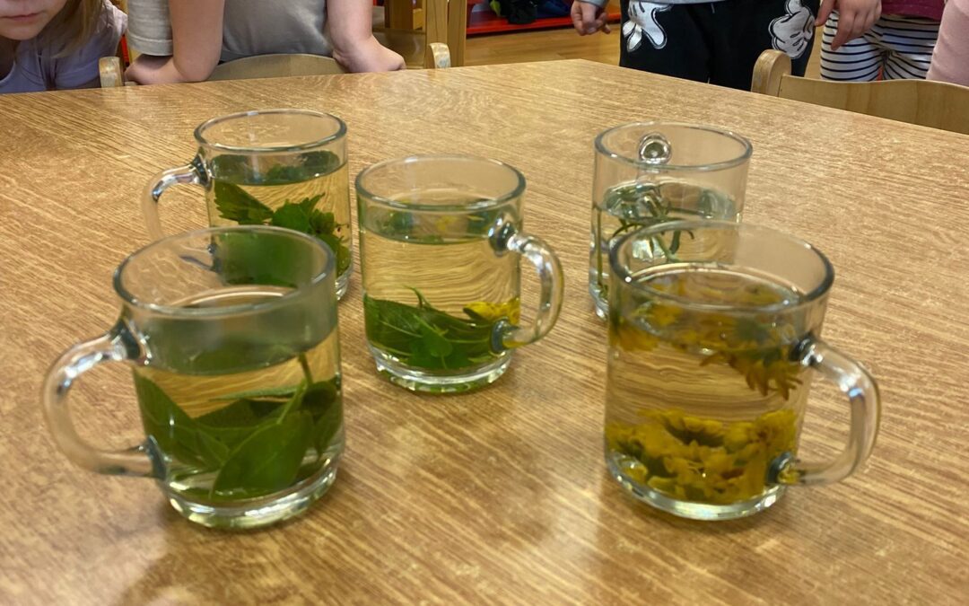 Sběr bylinek na sušení a vaření čaje